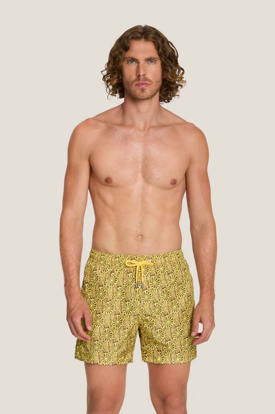 Box mare - 4Giveness - BWSO6314