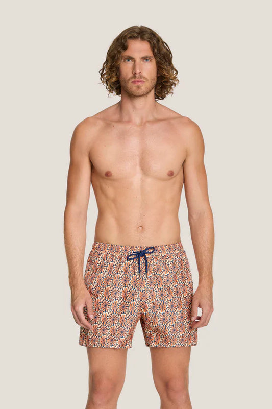 Box mare - 4Giveness - BWSO6314