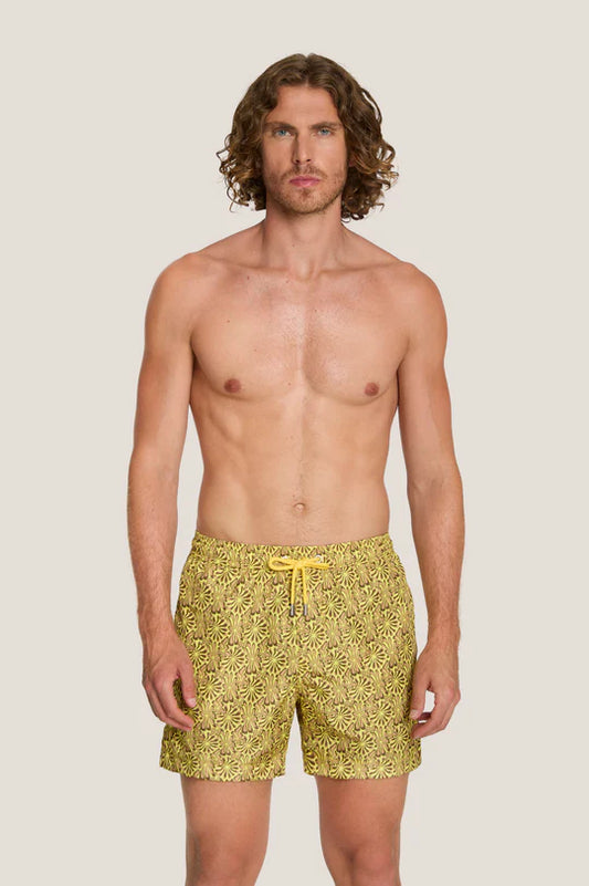 Box mare - 4Giveness - BWSO6314